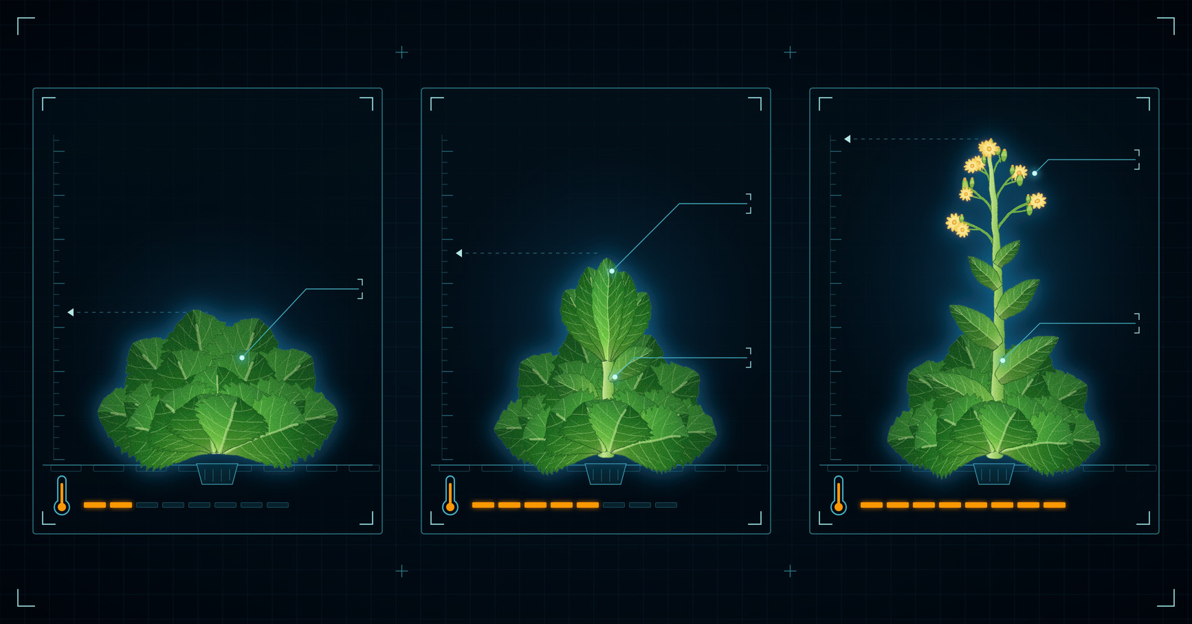 Prevent lettuce bolting